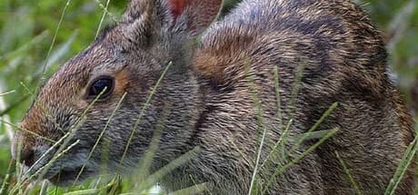 Warhammer 40,000: Dawn of War - Definitive Edition Steam header image